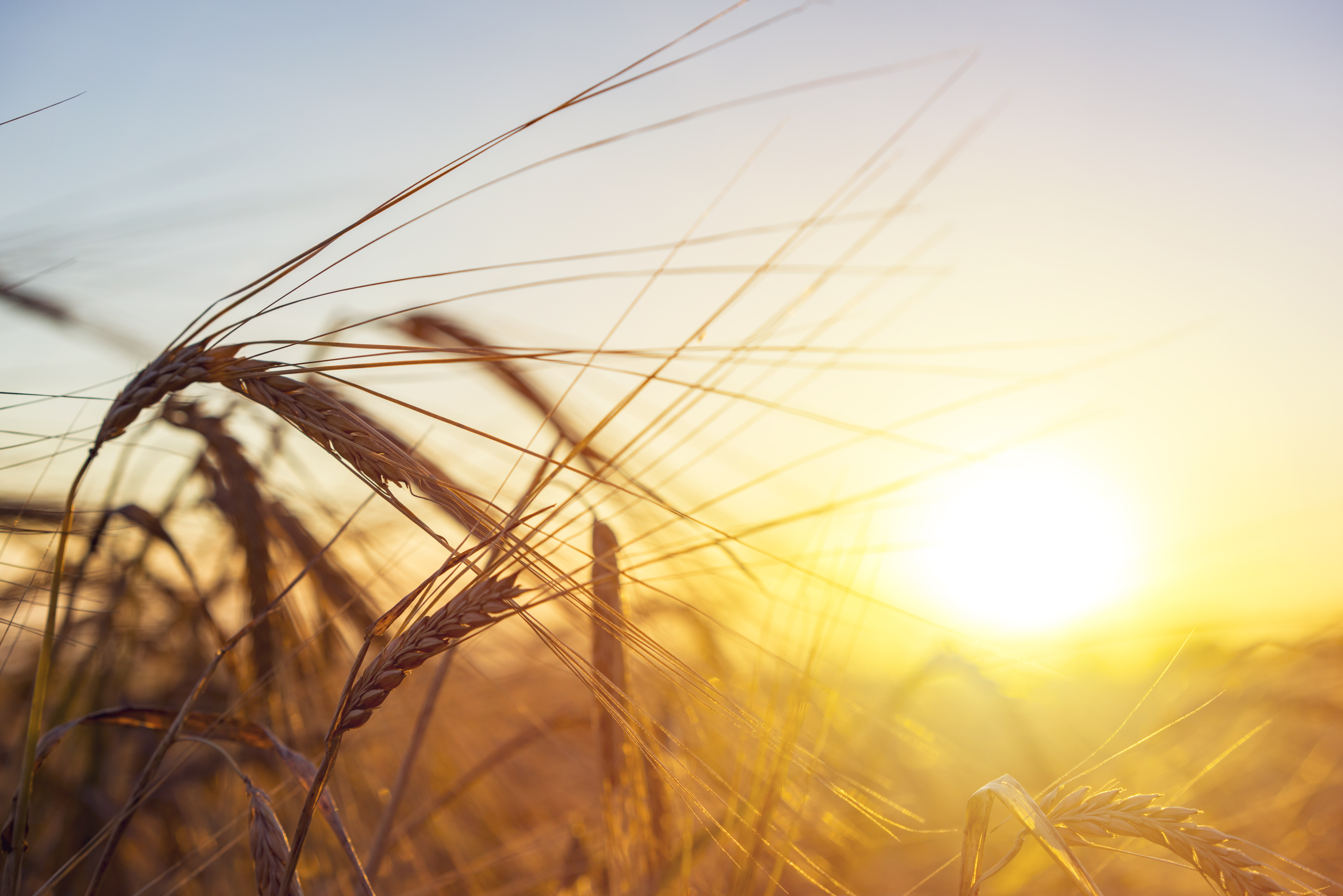 The Agricultural and Farming Job Industry: Cultivating Opportunities