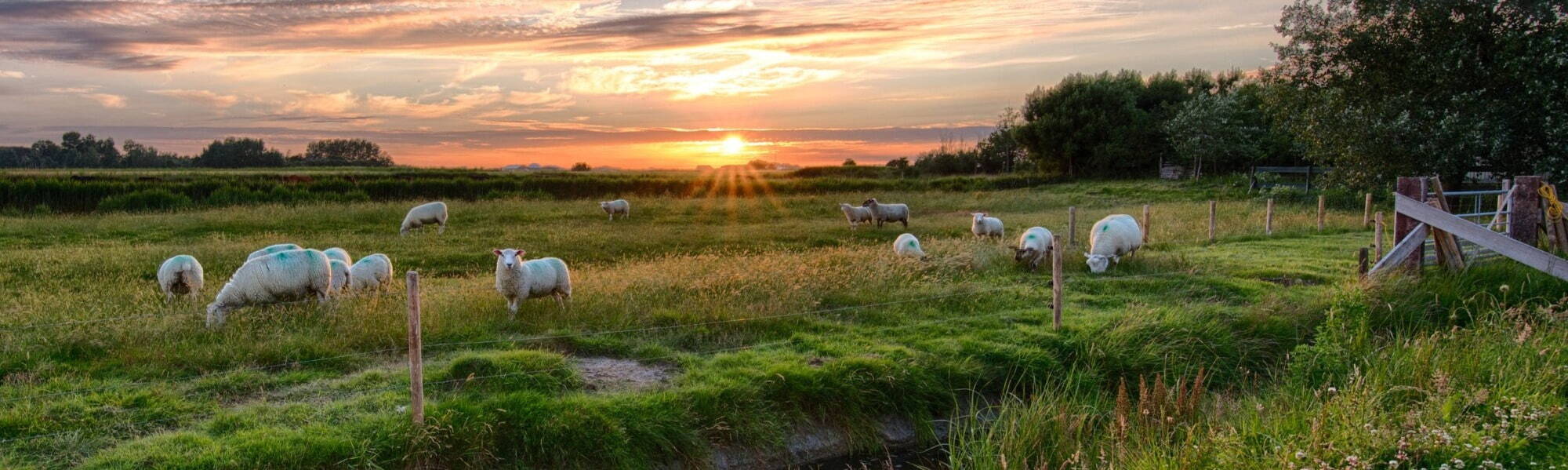 Farm Landscape