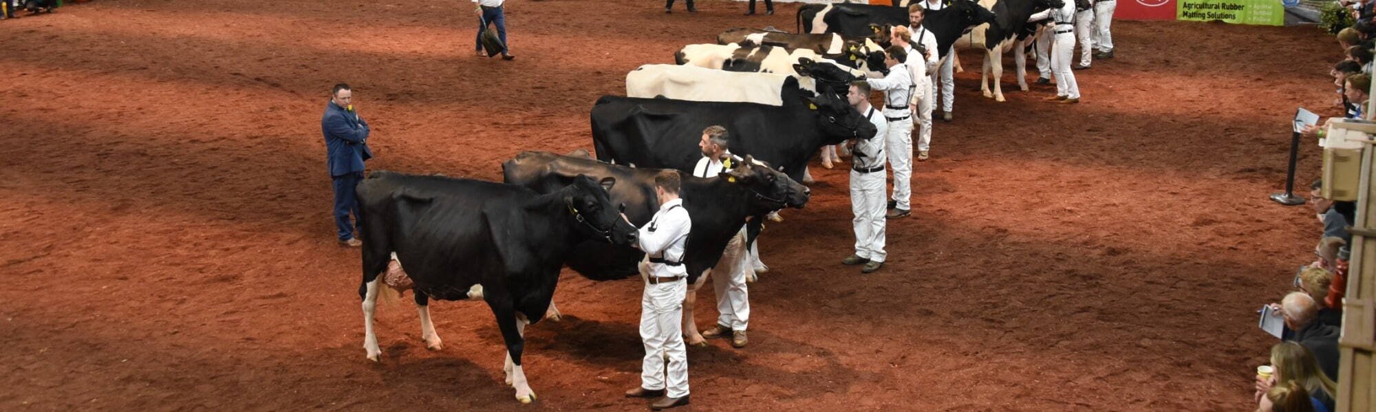 UK Dairy Day Cattle Show 